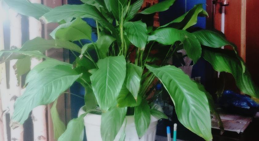 Гостиница Хостел Hostel Bast-Basket Иркутск-52